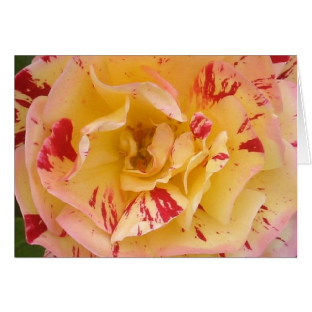 Gelbe Rosenkarte (Vorderseite (Horizontal))