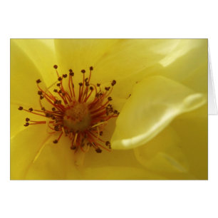 Gelbe Rosenkarte
