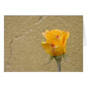 Gelbe Rosenknospe