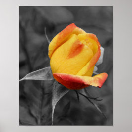 Gelbe Rosenknospe, teilweise Farbe Poster