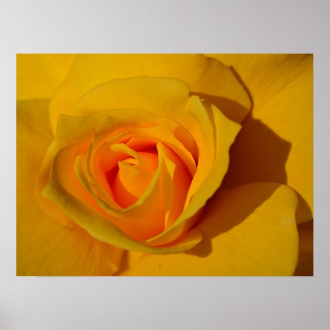 Gelbe Rosenorange Rose Romantische Rose Poster (Vorne)