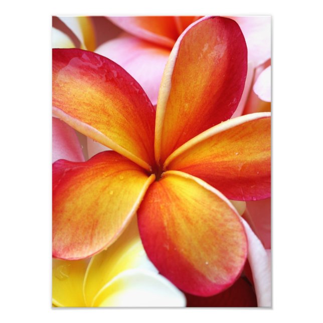 Gelbe Rote Plumeria Frangipani Hawaii Blume Fotodruck (Vorne)