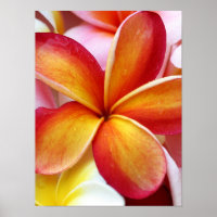 Gelbe Rote Plumeria Frangipani Hawaii Blume
