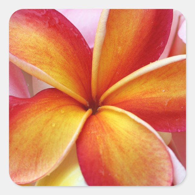 Gelbe Rote Plumeria Frangipani Hawaii Blume Quadratischer Aufkleber (Vorderseite)