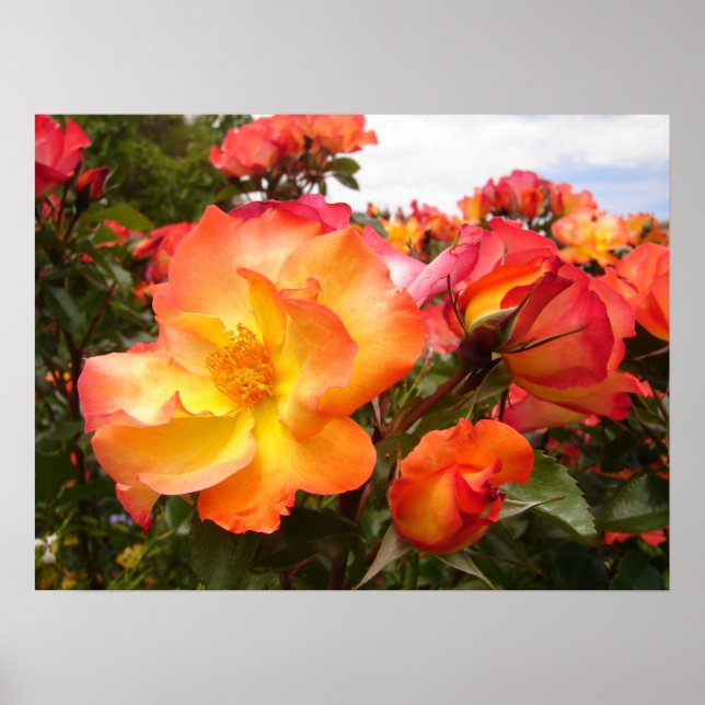 Gelbe Rote Rose Rose Blume Blumenposter Poster (Vorne)