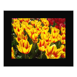 Gelbe rote Tulpe-Blumen-Garten-feine Kunst-Drucke Fotodruck