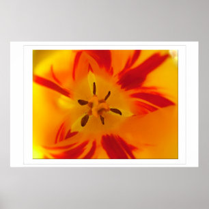 Gelbe, rote Tulpen-Makroaufnahme Poster