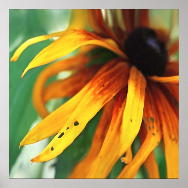 Gelbe Rudbeckia Blume Makro Abstrakt Poster (Vorne)