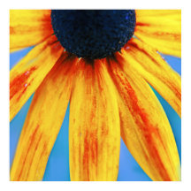 Gelbe Rudbeckia Blume Makro Abstrakt