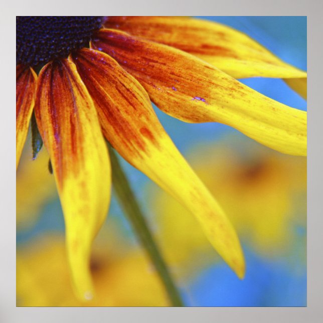 Gelbe Rudbeckia Blume Makro Abstrakt Poster (Vorne)