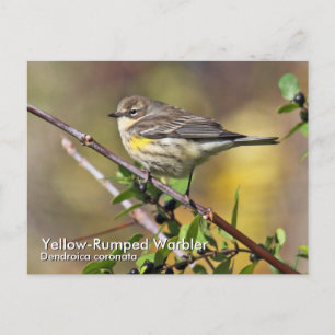 Gelbe Rumped Warbler-Postkarte Postkarte