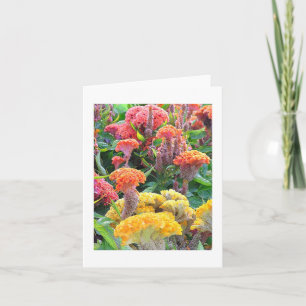 "GELBE, SALMON UND ORANGE CELOSIA" NOTECARD/BLANK KARTE