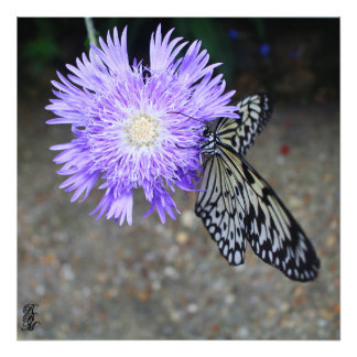 Gelbe Schmetterling auf Lila Blume Fotodruck
