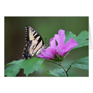 Gelbe Schmetterling auf rosa Pfoten