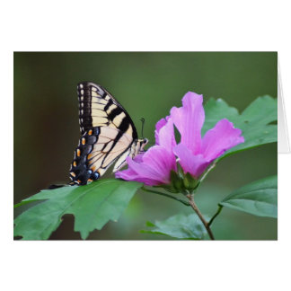 Gelbe Schmetterling auf rosa Pfoten