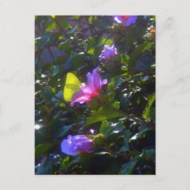 Gelbe Schmetterling auf Rosa Rose von Sharon Postkarte
