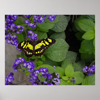 Gelbe Schmetterling auf violetten Blume drucken Poster