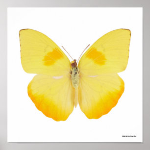 Gelbe Schmetterling Poster