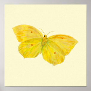 Gelbe Schmetterling Zitronenfalter fliegend  Poster