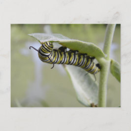 Gelbe Schwalbe Schwanz Schmetterling Raupe Postkar Postkarte