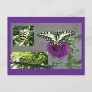 Gelbe Schwalbenschwanz-Collage DIY-Postkarte Feiertagspostkarte