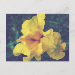 Gelbe Schwertlilien-Blumenfotografie Postkarte