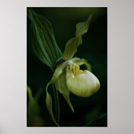 Gelbe Slipper Poster