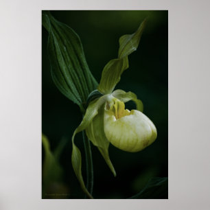 Gelbe Slipper Poster