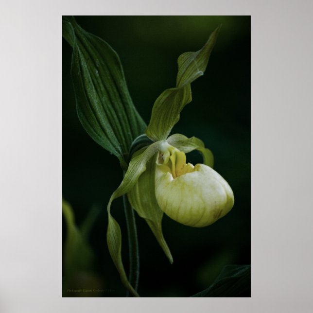 Gelbe Slipper Poster (Vorne)