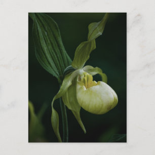 Gelbe Slipper-Postkarte Postkarte