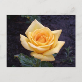Gelbe Sommer-Rose Postkarte