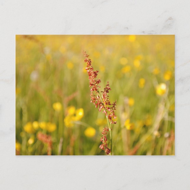 Gelbe Sommerwiese Postkarte (Vorderseite)