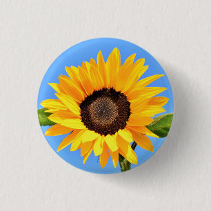 Gelbe Sonnenblume auf blauem Himmel - Sommer  Button