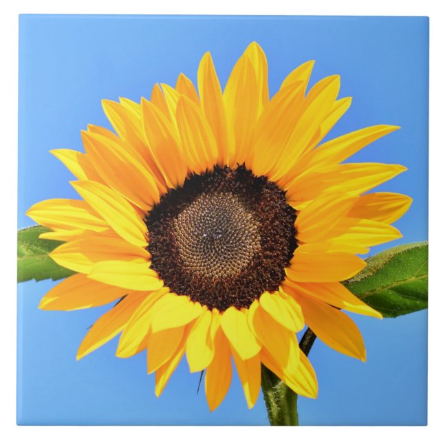 Gelbe Sonnenblume auf blauem Himmel - Sommer  Fliese (Vorderseite)