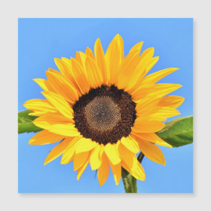Gelbe Sonnenblume auf blauem Himmel - Sommer Magnetkarte