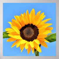 Gelbe Sonnenblume auf blauem Himmel - Sommer