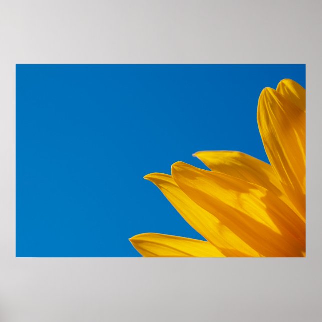 Gelbe Sonnenblume & Azurblauer Himmel Poster (Vorne)