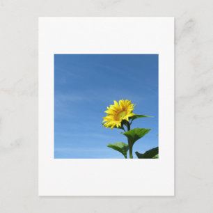 Gelbe Sonnenblume, Blue Sky Postcard Postkarte