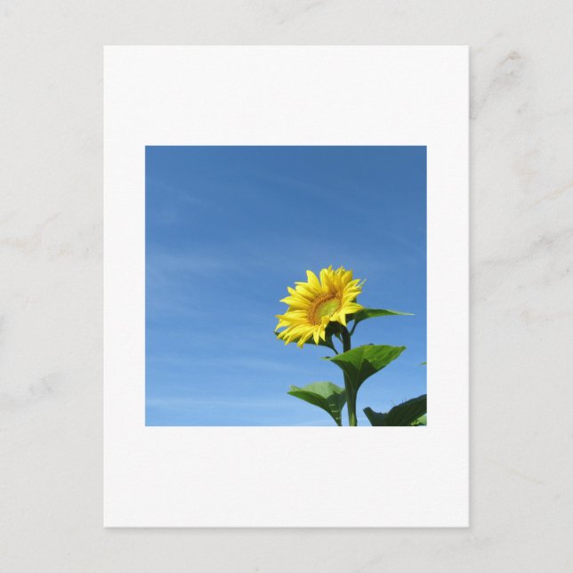 Gelbe Sonnenblume, Blue Sky Postcard Postkarte (Vorderseite)