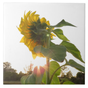 Gelbe Sonnenblume Blume Spiegeland Tile Fliese