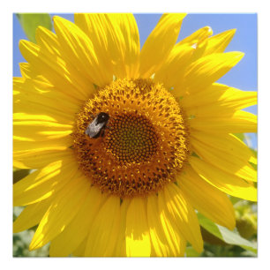 Gelbe Sonnenblume Fotodruck