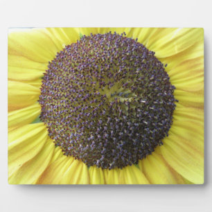 Gelbe Sonnenblume Fotoplatte