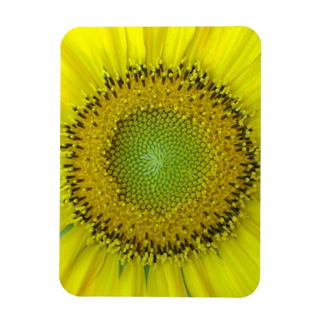 Gelbe Sonnenblume Magnet (Vertikal)
