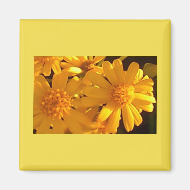 Gelbe Sonnenblume Magnet (Vorne)
