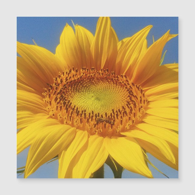 Gelbe Sonnenblume Magnetkarte (Vorderseite)
