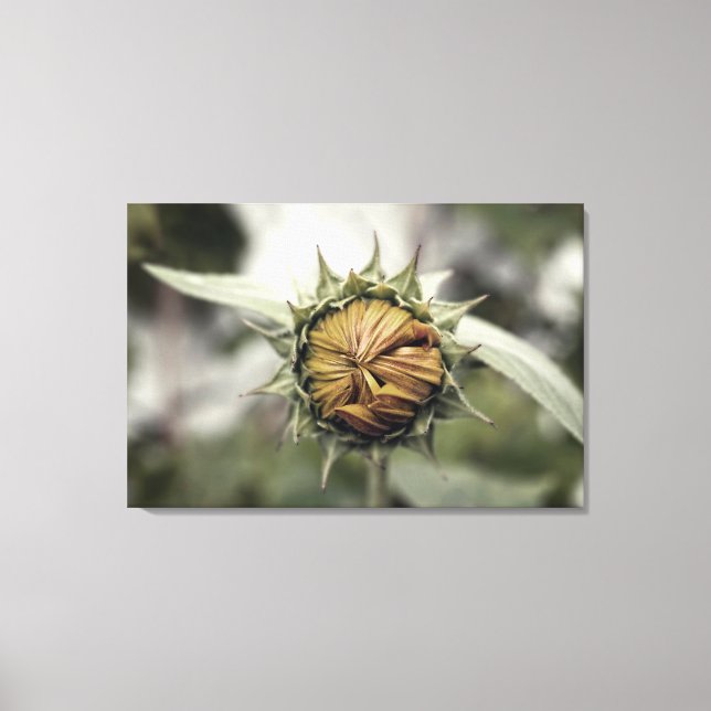 Gelbe Sonnenblume mit geschlossenen Blüten Leinwanddruck (Vorderseite)