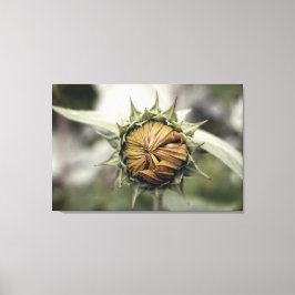 Gelbe Sonnenblume mit geschlossenen Blüten Leinwanddruck