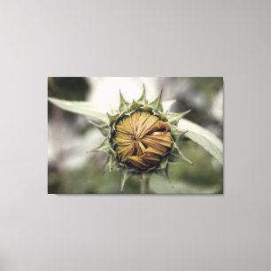 Gelbe Sonnenblume mit geschlossenen Blüten Leinwanddruck