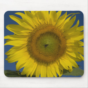 Gelbe Sonnenblume Mousepad