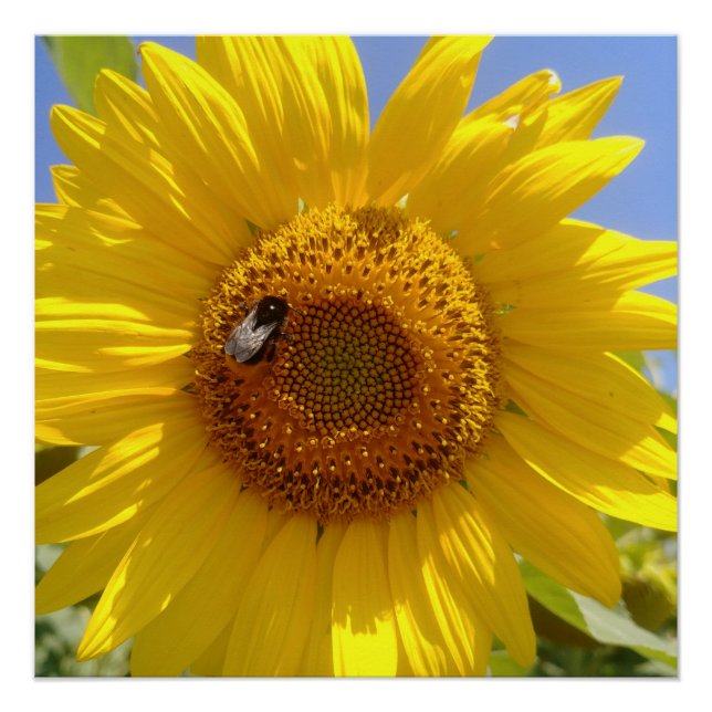 Gelbe Sonnenblume Poster (Vorderseite)